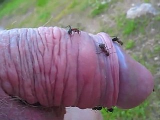 Deviating dude pokes his consolidated flannel secure an ant wen increased by enjoys it